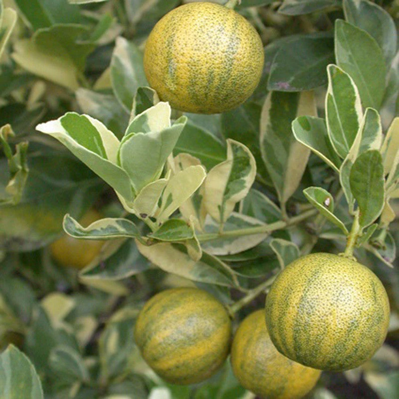 Table Lemon Varigata- Fruit Plants & Tree 1 Table Lemon Varigata- Fruit Plants & Tree