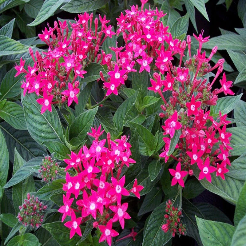 Pentas Dark Pink - Flowering Plants 2 Pentas Dark Pink - Flowering Plants - Image 2
