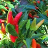 Ornamental Chilli/Pepper And Christmas Pepper -Spices