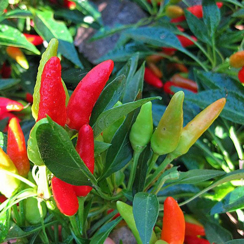 Ornamental Chilli/Pepper And Christmas Pepper -Spices 1 Ornamental Chilli/Pepper And Christmas Pepper -Spices