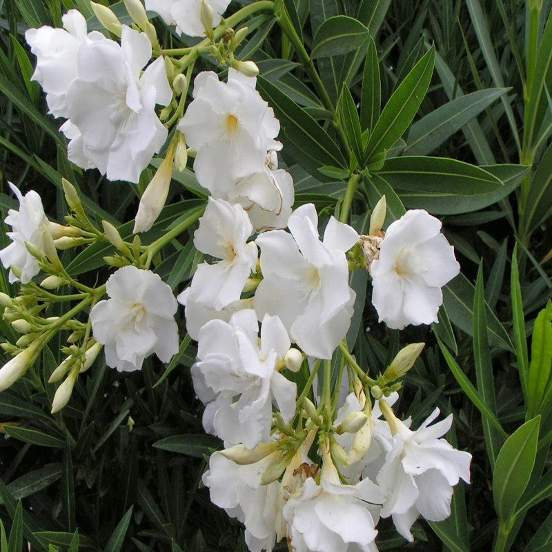 Nerium White Double - Flowering Shrubs 1 Nerium White Double - Flowering Shrubs