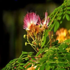 Rain Tree / Samania Saman / Albizzia Saman / Siris Tree - Avenue Trees -Care Flowering Shop 2 3dff82f2 d29c 4419 be37 b93e0fffa7ac