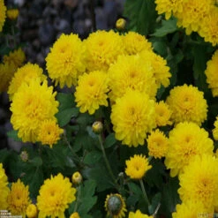 Chrysanthemum Yellow - Seasonal Plants -Care Flowering Shop 2 3e5e3a48 d206 4c00 a82a 8039b9e426ed