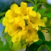 Tecoma Gaudichaudi/Yellow Bells- Flowering Shrubs