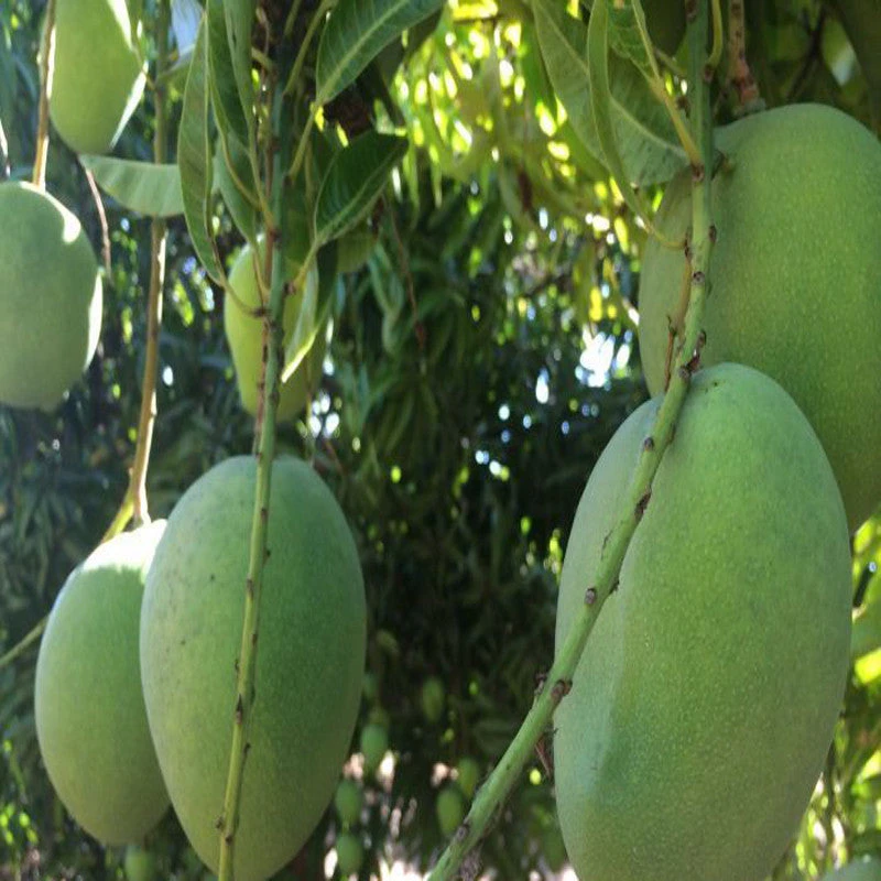 Mango Mallika(Grafted)- Fruit Plants & Tree 2 Mango Mallika(Grafted)- Fruit Plants & Tree - Image 2