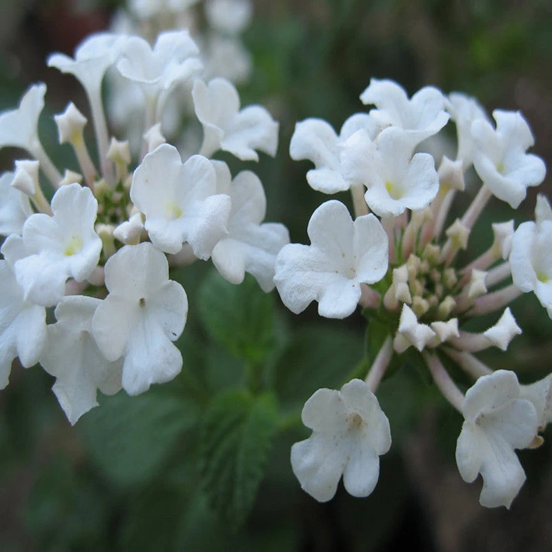 Lantana White - Flowering Shrubs 2 Lantana White - Flowering Shrubs - Image 2