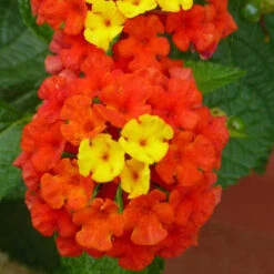 Lantana Red- Flowering Shrubs -Care Flowering Shop 2 502ad7b1 aab9 40df 9b5e 70ed38f56cd2