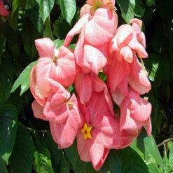 Mussaenda Pink - Flowering Shrubs -Care Flowering Shop 2 520e3c02 aa5e 4981 b25c 16f69b600675