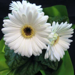 Gerbera Plant White - Top Bed Room