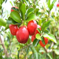 Barbados Cherry -Fruit Plants & Tree