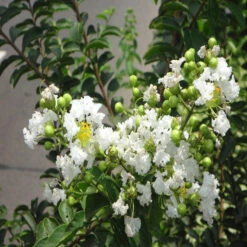 Lagerstroemia White / Crepe Myrtle White - Avenue Trees -Care Flowering Shop 2 5e7ce307 92aa 4699 9301 943e6b408615