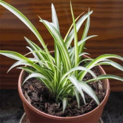 Chlorophytum Comosum/Spider Plant - Indoor Air-Purifying -Care Flowering Shop 2 605d4fd1 3cf2 42ca a220 642aef2ae7f4