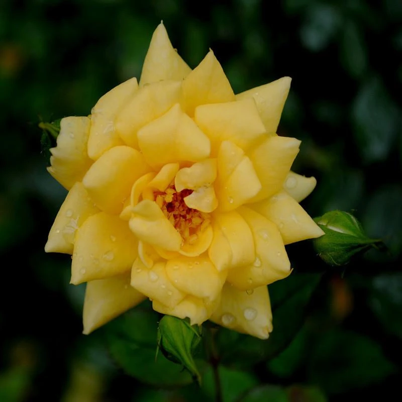 MINIATURE ROSE YELLOW - Flowering Shrubs 2 MINIATURE ROSE YELLOW - Flowering Shrubs - Image 2