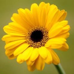 Gerbera Plant Yellow - Flowering Plants -Care Flowering Shop 2 78ef576b 0183 4f47 9615 6b2cf0a8a930