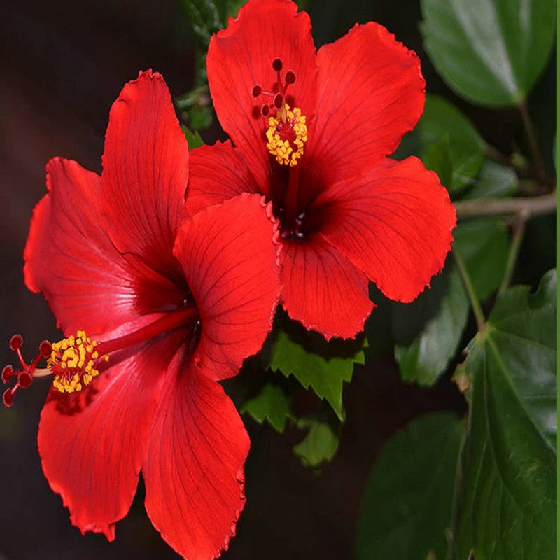 Hibiscus Red Desi - Flowering Plants 2 Hibiscus Red Desi - Flowering Plants - Image 2