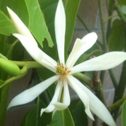 White Champaca / Magnolia Alba (Grafted) - Perfuming Plants -Care Flowering Shop 2 8f7a9db3 0082 4e10 b10a acfcad15eda5