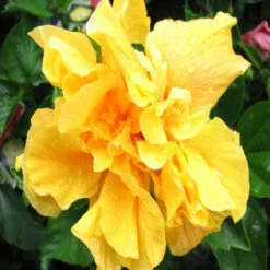 Hibiscus Yellow DOUBLE - Flowering Shrubs 5 Hibiscus Yellow DOUBLE - Flowering Shrubs -Care Flowering Shop 2 93ca8c63 dcbe 4185 802e 6b4ceb27695f