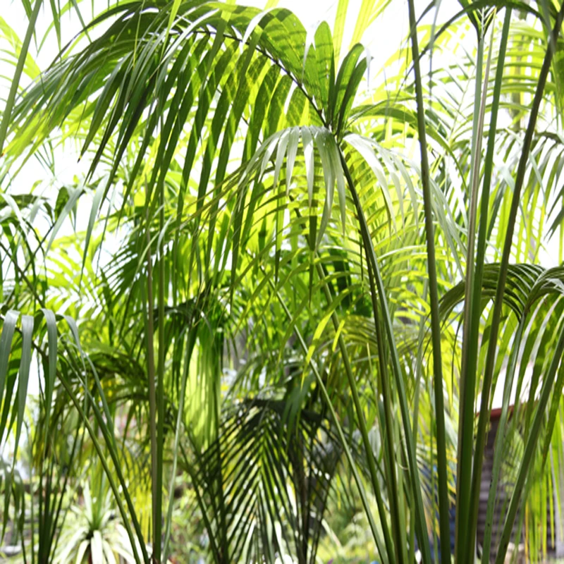 Kentia Forsteriana - Palms 2 Kentia Forsteriana - Palms - Image 2