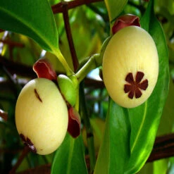 Mangosteen / Garcinia Mangostana - Fruit Plants & Tree -Care Flowering Shop 2 aa6cd90c 5198 46b7 a6f3 a4bfae502770