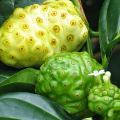 Noni/cheese Fruit - Fruit Plants & Tree -Care Flowering Shop 2 b9f2ae44 491e 4023 b63d 134ca230e0b5