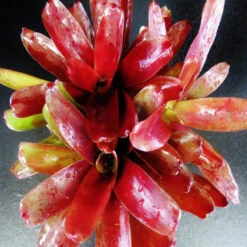 Neoregelia Fire Ball - Indoor Plants