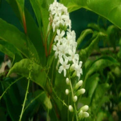 Fiddlewood Tree / Brindhavan Champa - Avenue Trees -Care Flowering Shop 2 c3b8630a b372 41ed b001 4155a553867f