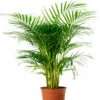 Areca Palm - Indoor/Outdoor Air-Purifying