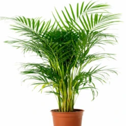 Areca Palm - Indoor/Outdoor Air-Purifying