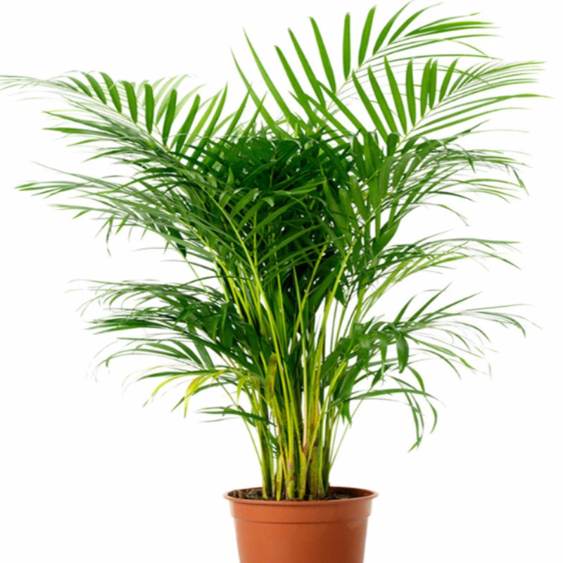 Areca Palm - Indoor/Outdoor Air-Purifying 1 Areca Palm - Indoor/Outdoor Air-Purifying