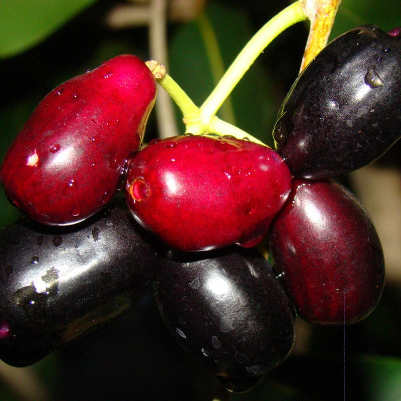 Jambolan Jumbo Jamun (Grafted)- Fruit Plants & Tree 2 Jambolan Jumbo Jamun (Grafted)- Fruit Plants & Tree - Image 2