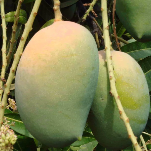 Mango Kesar (Grafted)- Fruit Plants & Tree 2 Mango Kesar (Grafted)- Fruit Plants & Tree - Image 2