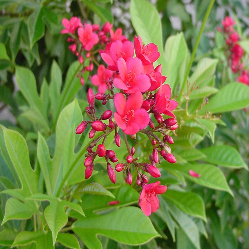 Jatropha Red - Flowering Shrubs 1 Jatropha Red - Flowering Shrubs