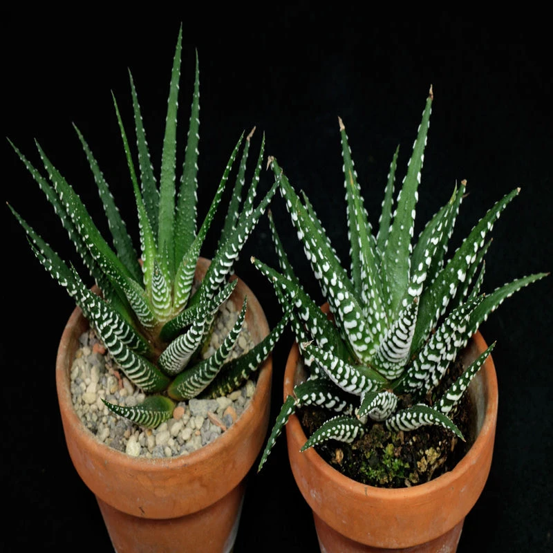 Haworthia Zebra -Gift Plants 2 Haworthia Zebra -Gift Plants - Image 2