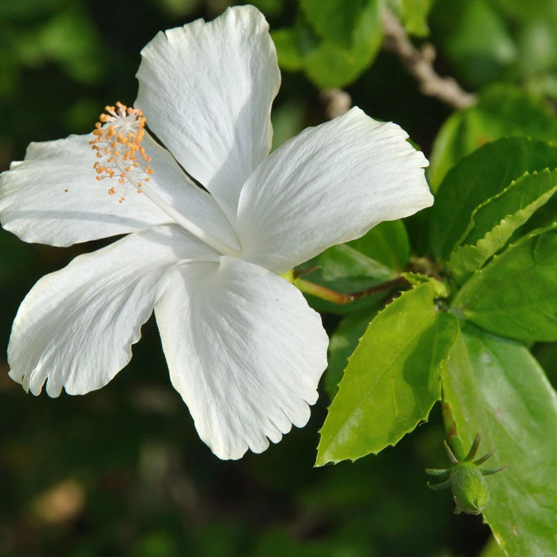 Hibiscus White Desi - Flowering Plants 2 Hibiscus White Desi - Flowering Plants - Image 2