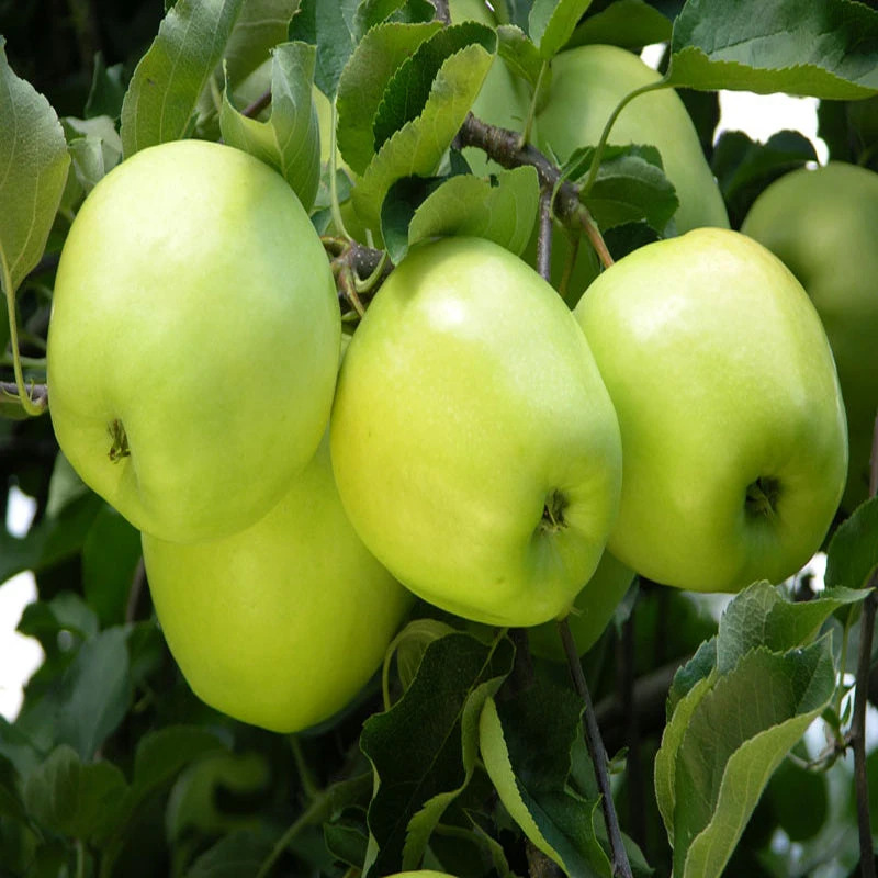 Apple Green (Grafted) - Fruit Plants & Tree 2 Apple Green (Grafted) - Fruit Plants & Tree - Image 2