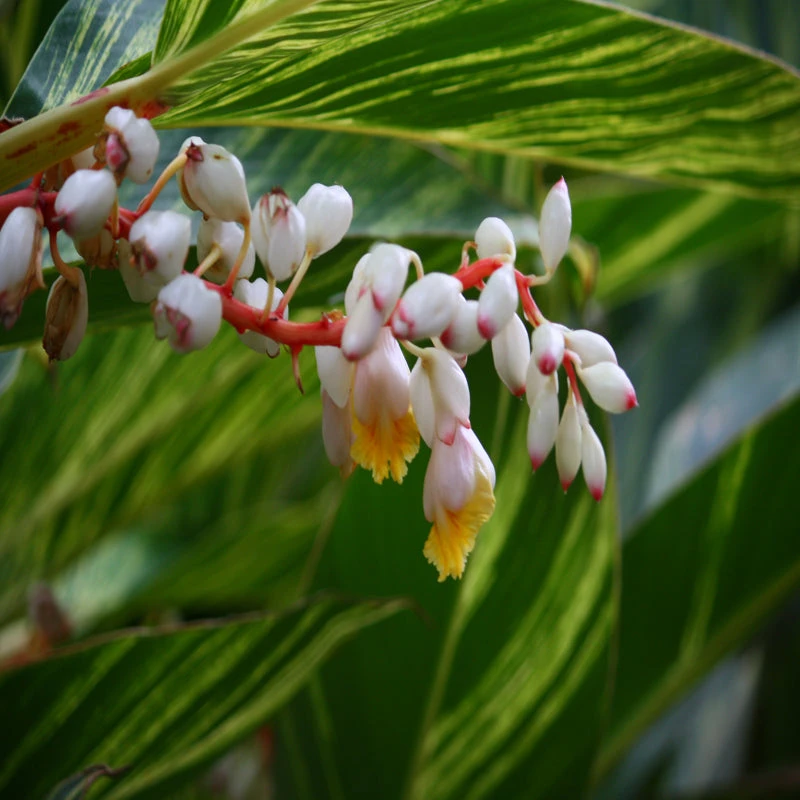 Alpinia Zerumbet - Ornamental Shrubs 3 Alpinia Zerumbet - Ornamental Shrubs - Image 3