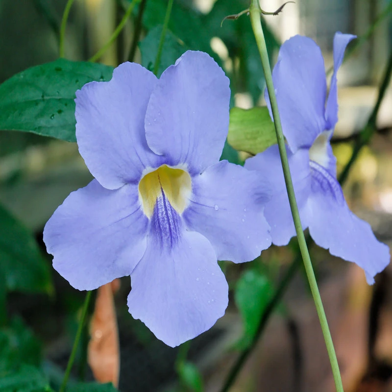 Thunbergia Grandiflora- Creepers & Climbers 1 Thunbergia Grandiflora- Creepers & Climbers