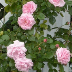 Rosa Crimson Glory Pink - Creepers & Climbers 5 Rosa Crimson Glory Pink - Creepers & Climbers -Care Flowering Shop 2 fd583431 b84d 4b2a 9eed 125f7352aa8a