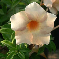 Allamanda Biscuit - Flowering Plants 5 Allamanda Biscuit - Flowering Plants -Care Flowering Shop 2 fe47314b c3a0 46c8 9d07 e56836702de3