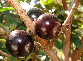 Jabuticaba - Fruits Plant & Tree 2 Jabuticaba - Fruits Plant & Tree - Image 2