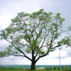 Kalpa Vriksha - Avenue Trees 5 Kalpa Vriksha - Avenue Trees -Care Flowering Shop 3722168814 9a8f7c67f8 b