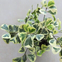 Ficus Triangularis Variegata -Indoor/Outdoor-Ornamental Plants -Care Flowering Shop 3 0450b891 831e 4de9 9621 a415a7862799