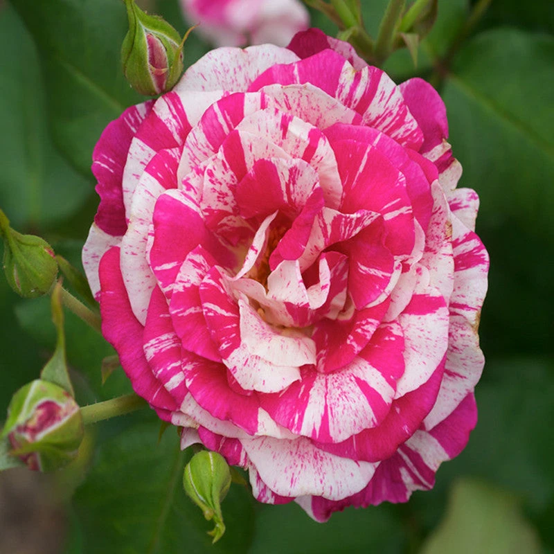 Julio Rose/Osiria Candlestripe Rose - Flowering Plant 1 Julio Rose/Osiria Candlestripe Rose - Flowering Plant