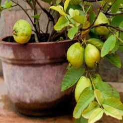 Guava Kg Guava(Grafted) -Big Size Plants -Care Flowering Shop 3 11eff002 c87f 409f a8bf 9b527ffca59c