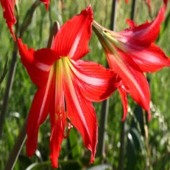 Amaryllis Lily Red - Flowering Plants -Care Flowering Shop 3 1276d89a 804d 48e5 ba20 6f71d046ac18