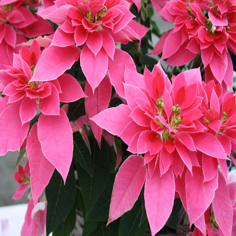 Poinsettia Pink - SEASONALS 2 Poinsettia Pink - SEASONALS - Image 2