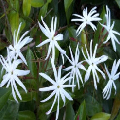 Angel Wing Jasmine - Creepers & Climbers -Care Flowering Shop 3 20d29d39 7fb1 4bde 989c 332d8f4ac86b