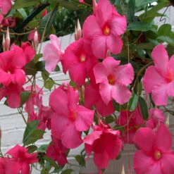 Mandevilla Pink Single - Creepers & Climbers 5 Mandevilla Pink Single - Creepers & Climbers -Care Flowering Shop 3 2472cc33 33f7 470f 8b45 9f844f2158e3