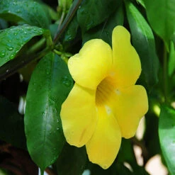 Allamanda Yellow/Wild Allamanda - Creepers & Climbers 5 Allamanda Yellow/Wild Allamanda - Creepers & Climbers -Care Flowering Shop 3 2f224dd7 4d31 4740 939d cdb44b50cab2