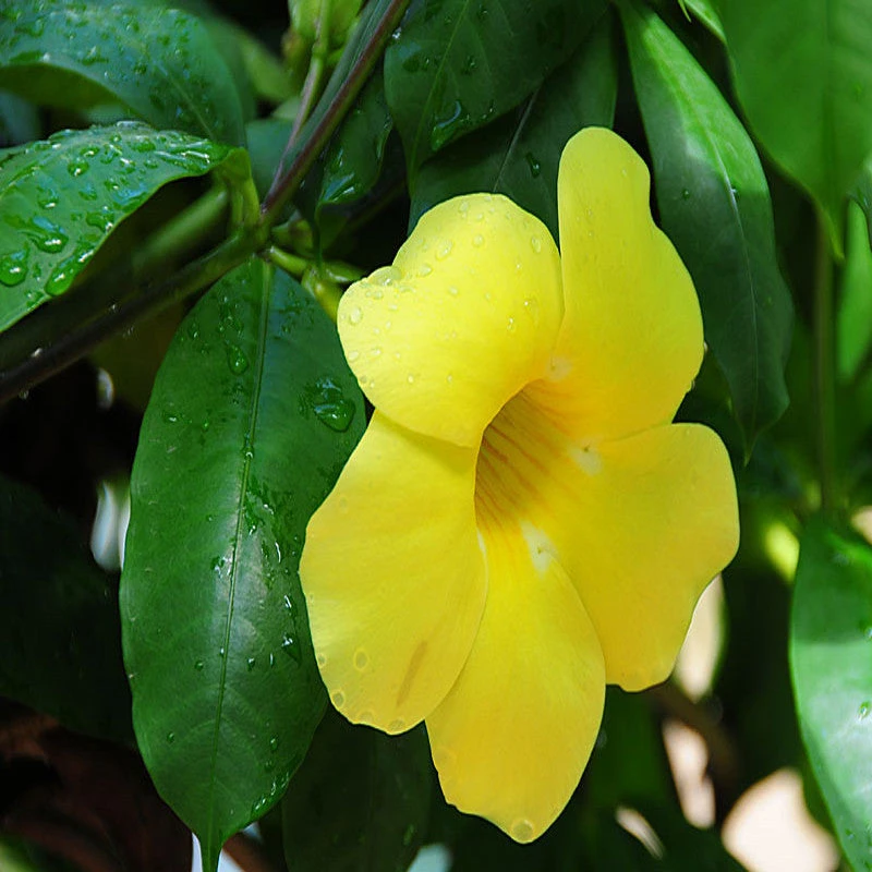Allamanda Yellow/Wild Allamanda - Creepers & Climbers 3 Allamanda Yellow/Wild Allamanda - Creepers & Climbers - Image 3